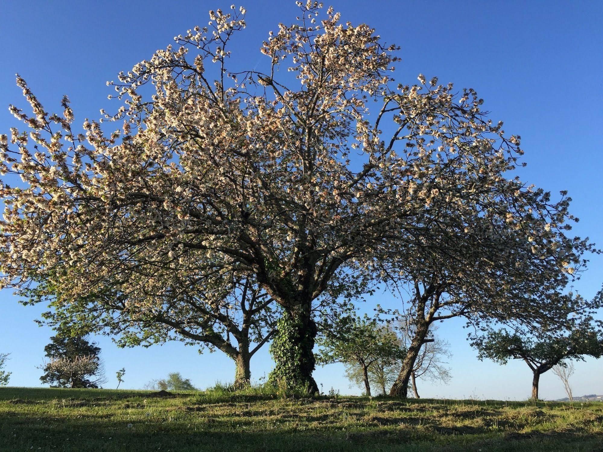 5 Lasserre Moulon-sur-Dordogne